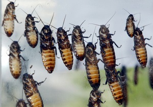 Новости США - странные новости: В США автобусный рейс прервали из-за тараканов