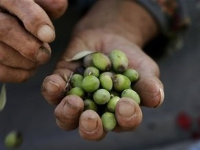 Оливковое масло защитит от рака груди
