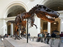 В Польше нашли останки ранее неизвестного науке динозавра