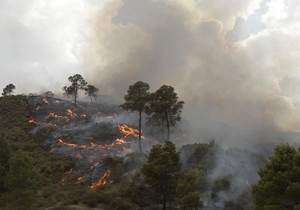 В России из-за жары горят леса