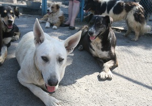 Корреспондент: Территория двортерьера. Собаки-беспризорники стали одной из главных проблем горожан в Украине