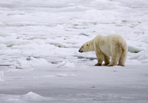 На Ямале белый медведь гнался за экологами пять километров
