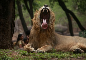 В Зимбабве львы загрызли принимавшего душ туриста