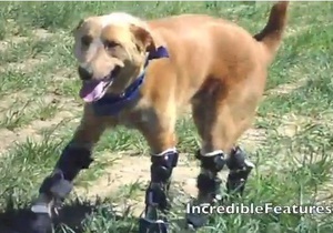 В США пес стал первым в мире животным с бионическими протезами
