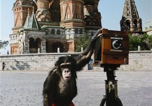 Новости Великобритании - аукцион Sotheby s: Фотографии, сделанные на Красной площади шимпанзе, продали за 50 тысяч фунтов