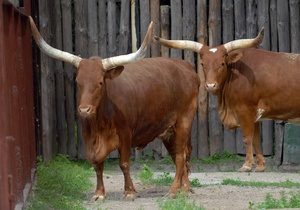 В Киевском зоопарке в результате драки погибла редкая корова