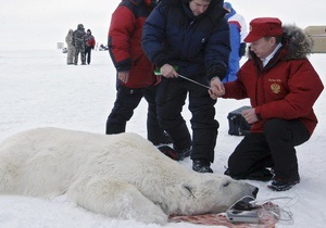 Ученые прекратили наблюдение за медведем, на которого Путин надел спутниковый ошейник