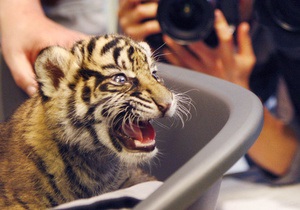 В Москве на пустыре нашли ящик с живым тигром