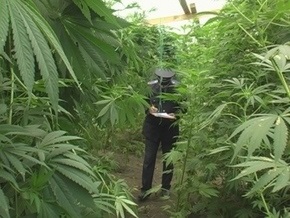 В Донецкой области мужчина вырастил 101 куст конопли