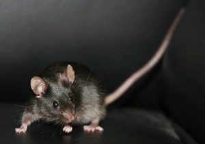 В Швеции мужчина запустил в дом бывшей жены выводок мышей