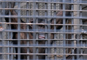 СМИ: Киевский зоопарк собирает деньги на телевизор для гориллы