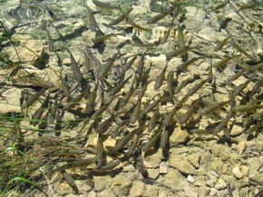 Прогноз погоды на субботу, 5 сентября