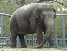 В Киевском зоопарке завтра отпразднуют День слона