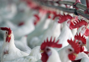 Россия снимает запрет на ввоз мяса птицы из Украины