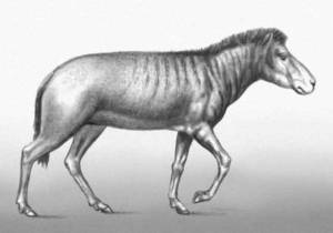 В Крыму обнаружили останки трехпалой лошади возрастом 6-7 млн лет