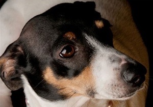 Защитники животных требуют строго наказать 19-летнего киевлянина, убивавшего бездомных собак