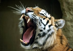 Новости США - новости о животных: Во Флориде из желудка тигра удалили почти двухкилограммовый комок шерсти