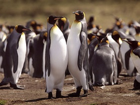 В Южной Атлантике от нефтяного пятна спасают 150 тысяч пингвинов