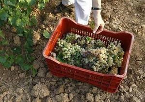 Новости винного мира: Площади органических виноградников во Франции продолжают увеличиваться