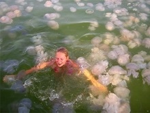 Побережье Крыма атаковали медузы