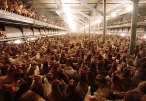 Украина разрешила своим крупнейшим производителям курятины поставки в ТС