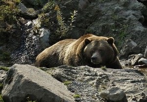 Японцев предупредили об опасности нападения медведей