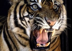 В России по пути на цирковое шоу погибли восемь тигров и львица