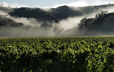 Новая Зеландия намерена стать мировым лидером по производству  здоровых  вин