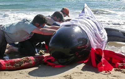 Во время спасательной операции у берегов Флориды погибли десять китов