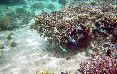  Банк сперми  коралів став другим за величиною кріосховищем клітин