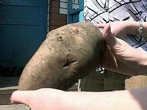 В Тернополе вырастили картофелину массой 1,6 кг