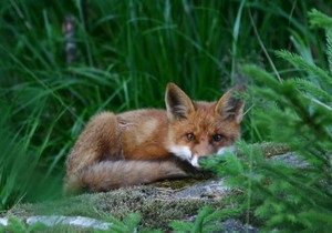 В Тернопольской области в результате укуса бешеной лисы умер мужчина
