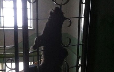 Неизвестные повесили кота перед дверью севастопольского активиста Евромайдана
