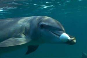 Цікавий факт дня: Дельфіни бавляться наркотиками