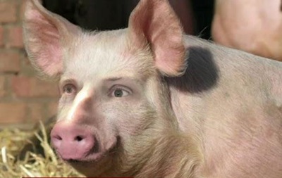 Японские ученые создают  свиночеловека 
