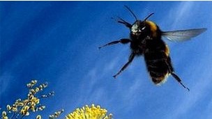 Європі бракує бджіл для запилення посівів