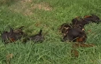 Австралією пройшов  дощ  із дохлих кажанів