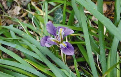 В Никитском ботаническом саду растения перепутали зиму с весной