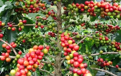 В ближайшее время цена кофе Арабика на мировых рынках не изменится