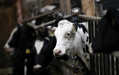 В Германии коровы взорвали коровник собственным газом