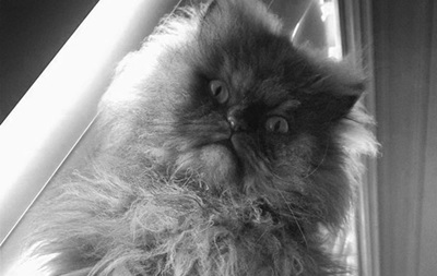У США помер найпухнастіший у світі кіт - Полковник Мяу 