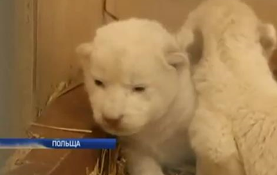 У польському зоопарку народилися білі левенята