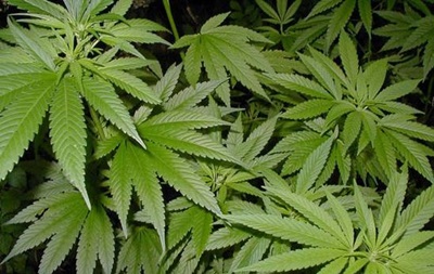 Хранение марихуаны штраф купить листья конопли