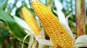 ЄС може збільшити посіви модифікованої кукурудзи