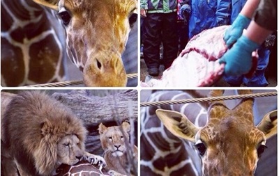 Кадиров хоче забрати в Чечню жирафа, засудженого до смерті в Данії 