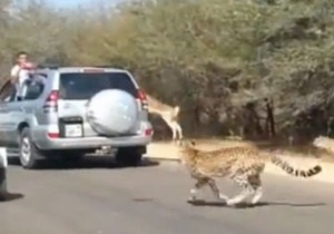Новости ЮАР - новости о животных: В ЮАР антилопа спаслась от гепардов, запрыгнув в машину к туристам
