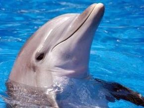 Испанские ученые готовы обучать людей эхолокации