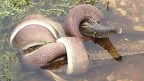 У Австралії змія з їла крокодила