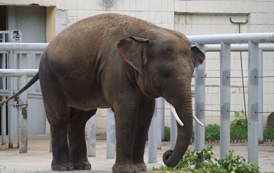 В киевский зоопарк пустят бесплатно