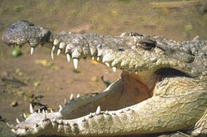 Японец выбросил на улицу крокодила из-за кризиса